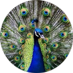 Profile photo of Ivonne Dartayet