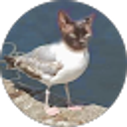 Profile photo of Cat Bird