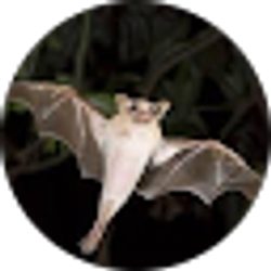 Profile photo of Anonymous Bat