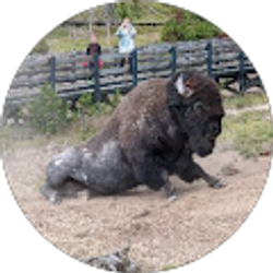 Profile photo of Petri dish