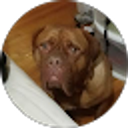 Profile photo of Kris Cox