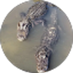 Profile photo of Kelly Podbevsek