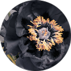 Profile photo of Samira C.