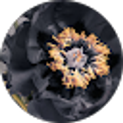 Profile photo of Samira C.