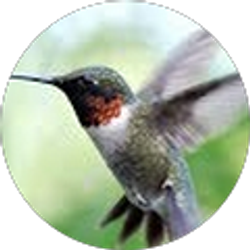 Profile photo of Maria Barron