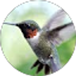 Profile photo of Maria Barron