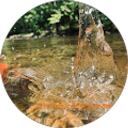 Profile photo of Black Butterfly