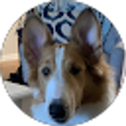 Profile photo of Christopher D'Amico