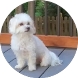 Profile photo of Patti Stone