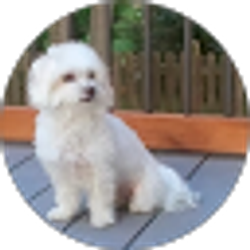 Profile photo of Patti Stone