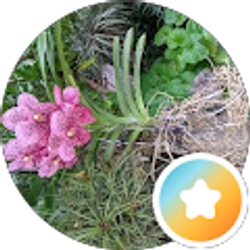 Profile photo of Linda Balsamo