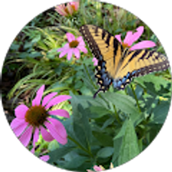 Profile photo of Shyla Wingo