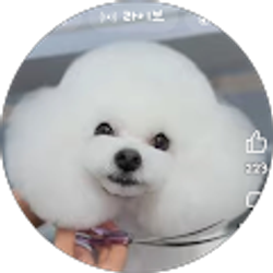 Profile photo of yun seung