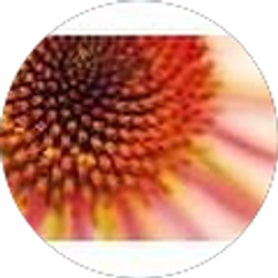 Profile photo of Kartika Castonguay