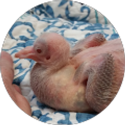 Profile photo of Paloma Mama