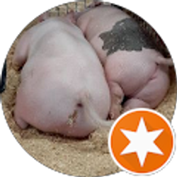 Profile photo of N. Curr