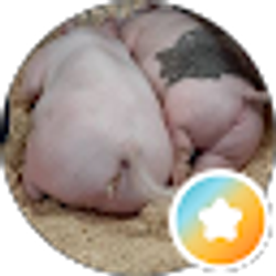 Profile photo of N. Curr
