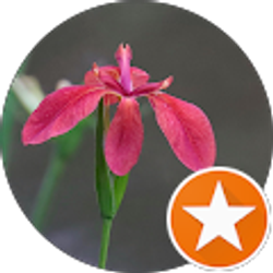 Profile photo of JoAnn Null