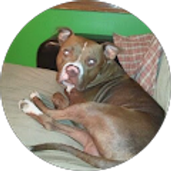 Profile photo of Daniel Staples