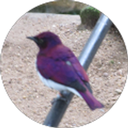 Profile photo of Elisa Alvarado