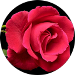 Profile photo of Antee