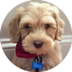 Profile photo of Nick Schittone