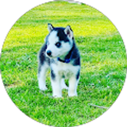 Profile photo of Jose luis De jesus