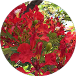 Profile photo of isabel glez