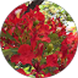 Profile photo of isabel glez