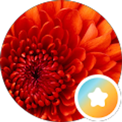 Profile photo of summersify summers