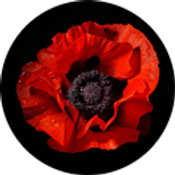 Profile photo of Dabra Watters