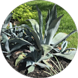 Profile photo of Rhonda McGarthy