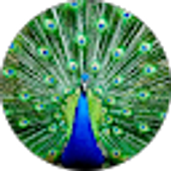 Profile photo of Linda Wanless