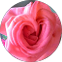 Profile photo of Tammy