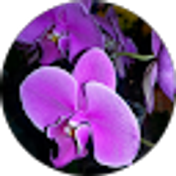 Profile photo of Jay Anne Concha