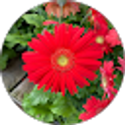 Profile photo of Brooke Pillars