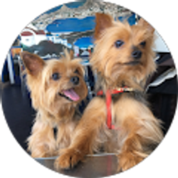 Profile photo of The Boys