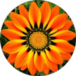 Profile photo of J Oliver