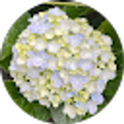 Profile photo of Elizabeth Heronemus