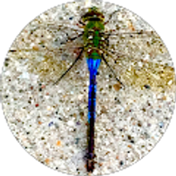 Profile photo of Livvy