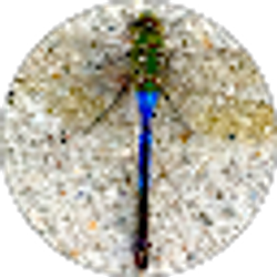 Profile photo of Livvy