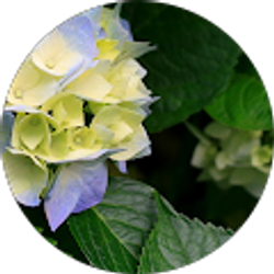 Profile photo of A. B.