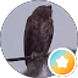 Profile photo of Parry Young