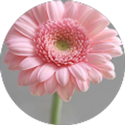 Profile photo of Aida Mkhitarian