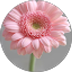 Profile photo of Aida Mkhitarian