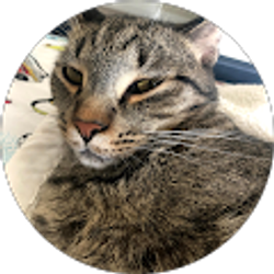 Profile photo of Ami Kotev