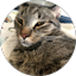 Profile photo of Ami Kotev