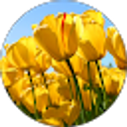 Profile photo of Carmen Bandy