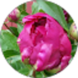 Profile photo of Sol G.A