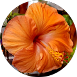 Profile photo of Irma Gutierrez